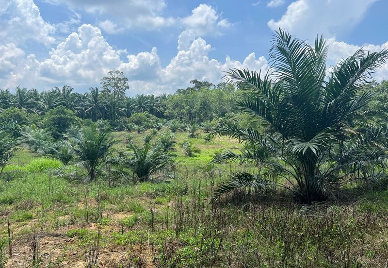 Palm Land at Jerantut Pahang for Sale.   200 Meter away fron Tar road.  Batu 57, Chinese Area