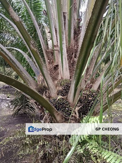 Pekan Nanas, Potian, Oil Palm land for sale.  8年油棕树园， 永久地契， 有自来水和TNB电，汽车可以到达。, Johor, Pontian