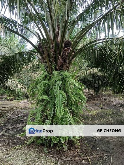 8 years old Oil Palm land at Pekan Nanas, Potian, Johor for Sale. 北干那那八年树龄油棕农业地出售！, Johor, Pontian