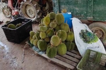 Agriculture Land @ Mukim Mersing Jemeluang Mersing Johor For Sale