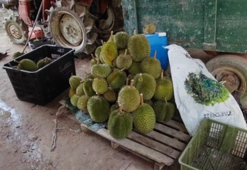 Agriculture Land @ Mukim Mersing Jemeluang Mersing Johor For Sale