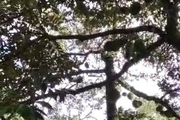 Agriculture Land @ Mukim Mersing Jemeluang Mersing Johor For Sale