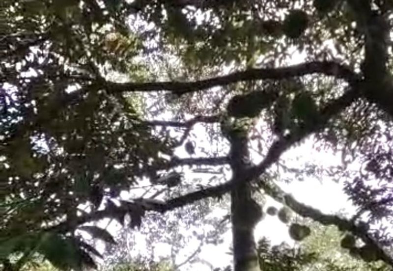 Agriculture Land @ Mukim Mersing Jemeluang Mersing Johor For Sale