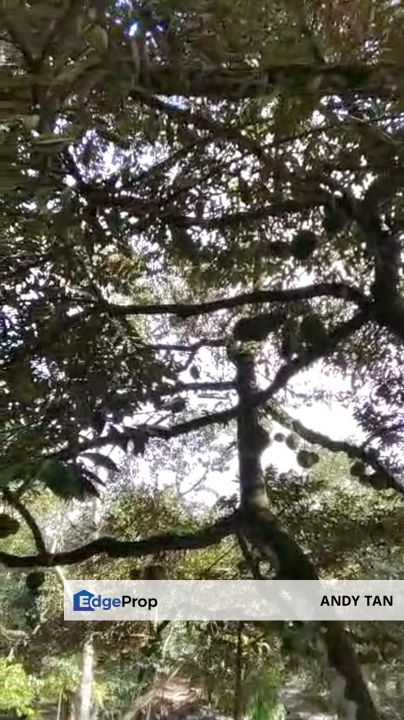 Agriculture Land @ Mukim Mersing Jemeluang Mersing Johor For Sale, Johor, Mersing