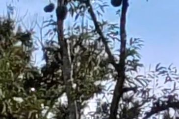 Agriculture Land @ Mukim Mersing Jemeluang Mersing Johor For Sale