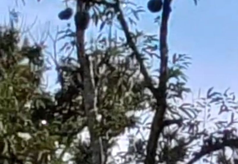 Agriculture Land @ Mukim Mersing Jemeluang Mersing Johor For Sale