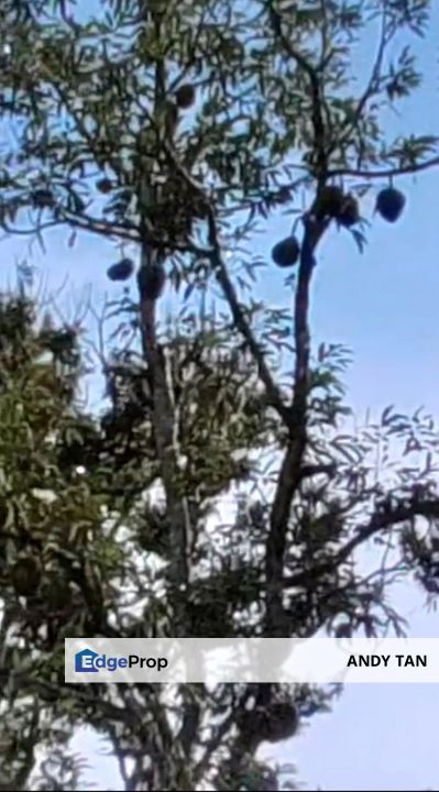 Agriculture Land @ Mukim Mersing Jemeluang Mersing Johor For Sale, Johor, Mersing