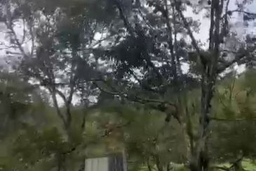 Agriculture Land @ Mukim Mersing Jemeluang Mersing Johor For Sale