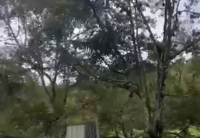 Agriculture Land @ Mukim Mersing Jemeluang Mersing Johor For Sale