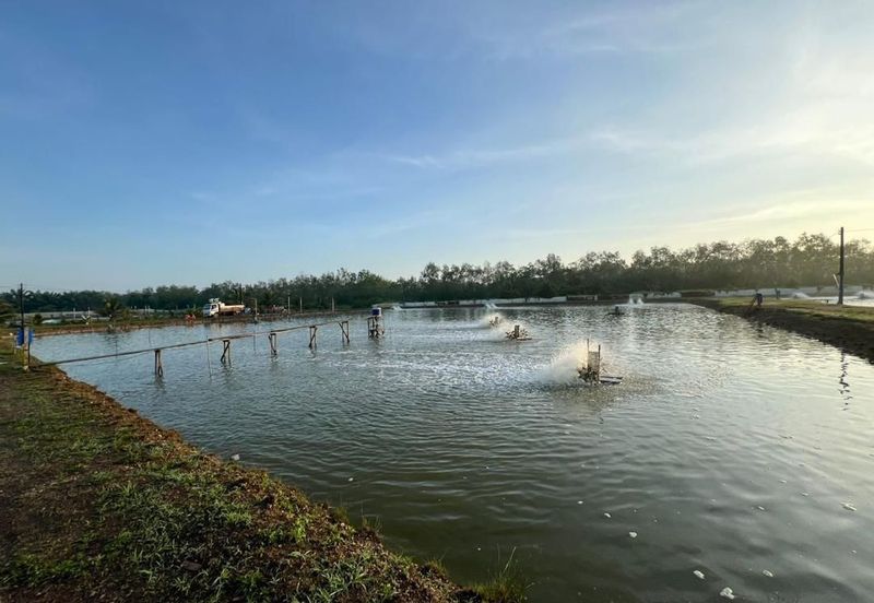 Pekan Nanas Jalan Sungai Burung 