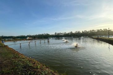 Pekan Nanas Jalan Sungai Burung 