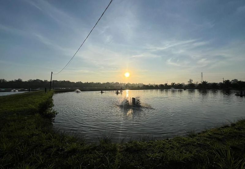 Pekan Nanas Jalan Sungai Burung 