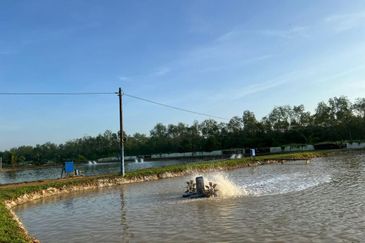 Pekan Nanas Jalan Sungai Burung 