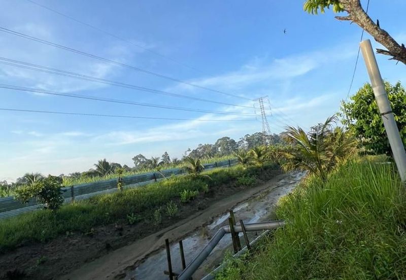 Pekan Nanas Jalan Sungai Burung 