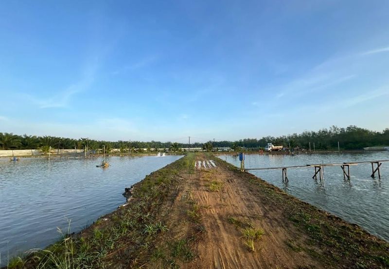 Pekan Nanas Jalan Sungai Burung 
