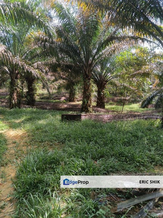 Palm oil land Kg Poh Bidor, Perak, Batang Padang