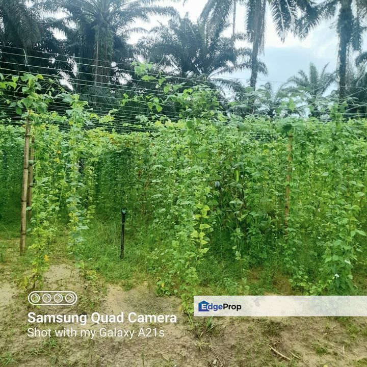 Port Dickson, Negeri Sembilan, Port Dickson