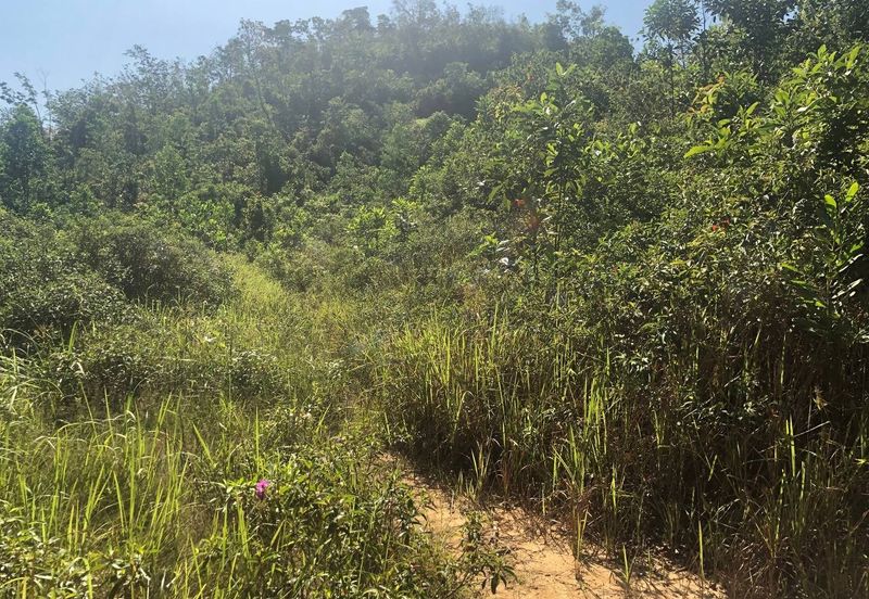 [6 EKAR] Tanah Pertanian Kampung Bukit Sikoh Tanah Merah Kelantan Untuk Dijual