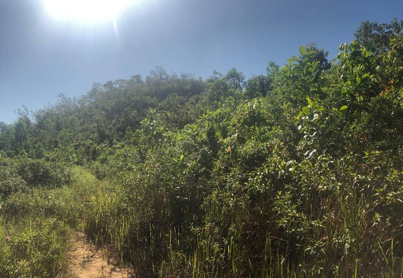 [6 EKAR] Tanah Pertanian Kampung Bukit Sikoh Tanah Merah Kelantan Untuk Dijual