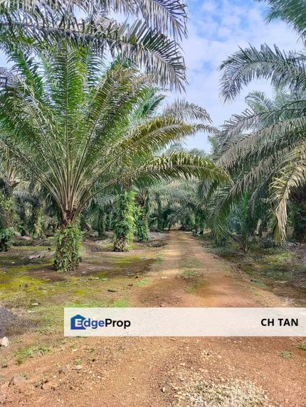 Pekan Nanas Jeram Batu Agriculture Land for Sale, Johor, Pontian