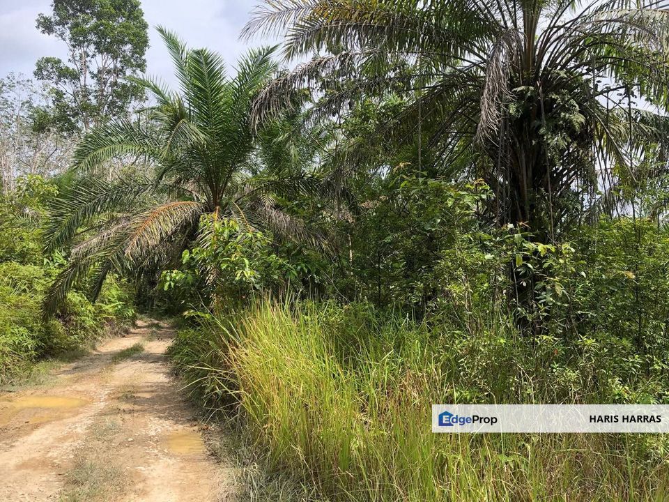 3-Parcels of Agriculture Land, Batu Yon, Kuala Lipis, Pahang, Pahang, Kuala Lipis