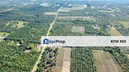 【Market Lowest Price】Pontian Agriculture Land 4.6 Acre 200 Palm Tree Stable Harvest, Johor, Pontian