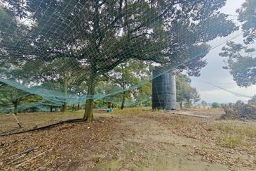 Tangkak Durian Agriculture Land Most Old Duirian Tree And With Hostel