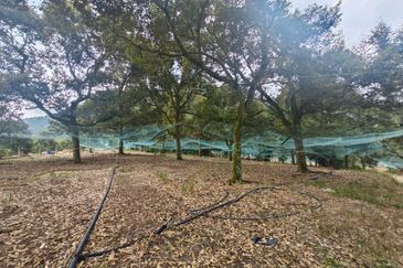 Tangkak Durian Agriculture Land Most Old Duirian Tree And With Hostel