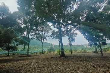 Tangkak Durian Agriculture Land Most Old Duirian Tree And With Hostel