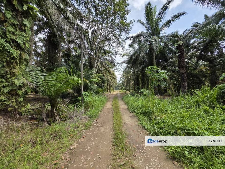 Pekan Nanas @ Ulu Choh Oil Palm Agricultural land, Johor, Pontian