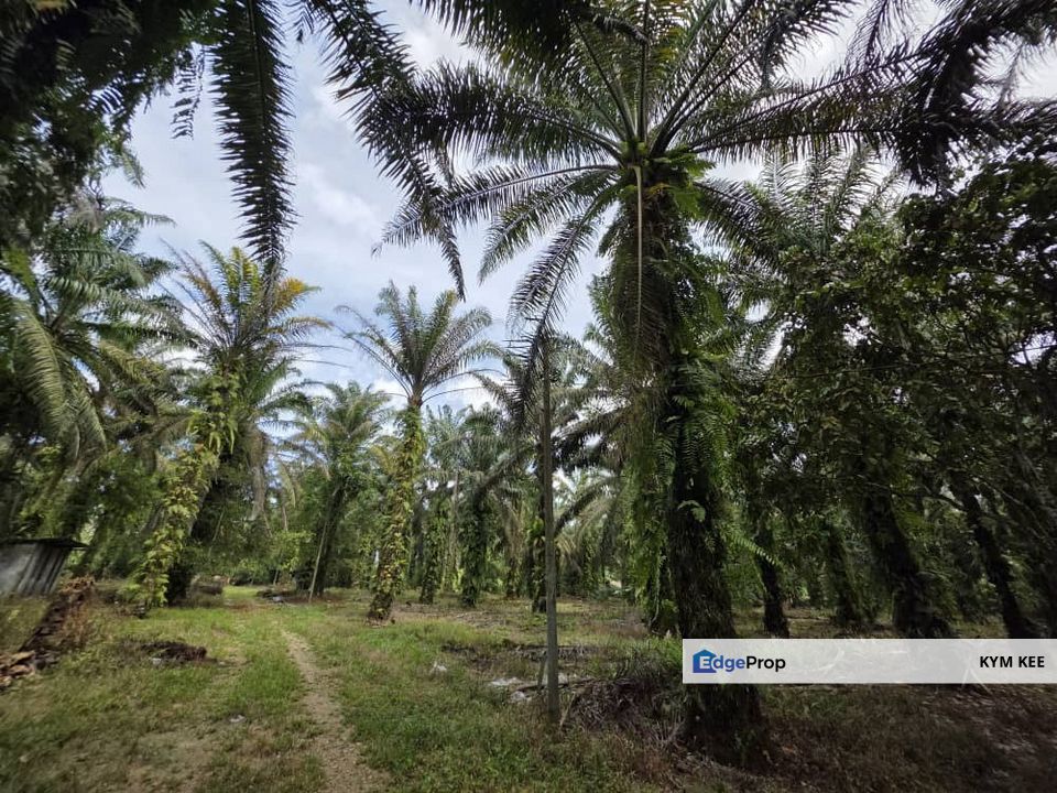 Pekan Nanas @ Ulu Choh Oil Palm Agricultural land, Johor, Pontian