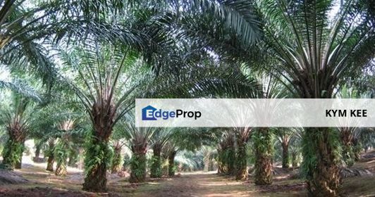 Pekan Nanas Agricultural Land 5.46 Acres Pontian, Johor, Pontian