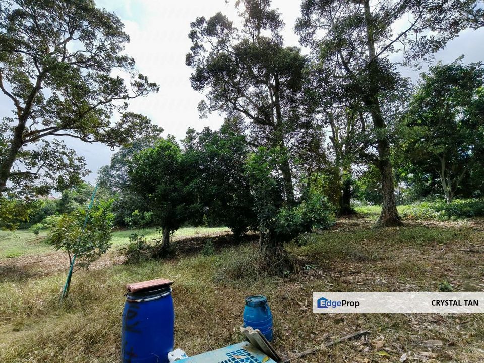  🌳🔥4.4 acres 英亩榴莲园芭农业地皮  榴莲树已有开花结果实  🌳🔥‼️‼️ , Johor, Johor Bahru