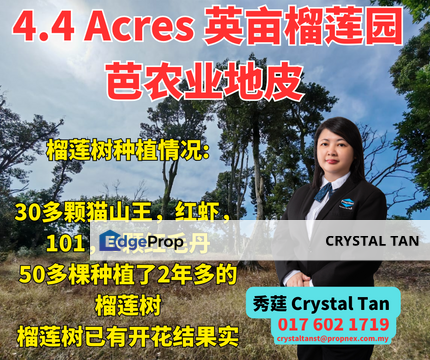  🌳🔥4.4 acres 英亩榴莲园芭农业地皮  榴莲树已有开花结果实  🌳🔥‼️‼️ , Johor, Johor Bahru