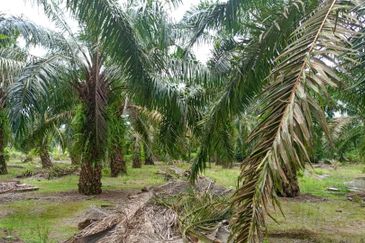 Taman Perindustrian Pontian Maju
