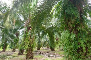 Taman Perindustrian Pontian Maju