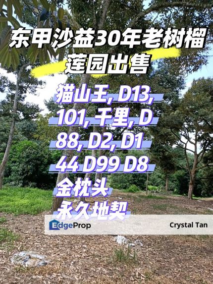 Sagil, Tangkak 东甲沙益30年老树榴莲园出售- 猫山王, D13, 101, 千里, D88, D2, D144 D99 D8 金枕头, Johor, Tangkak