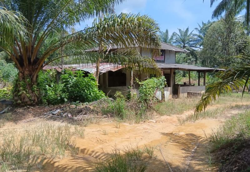 Beruas Perak Oil Palm Land