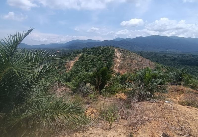 Beruas Perak Oil Palm Land