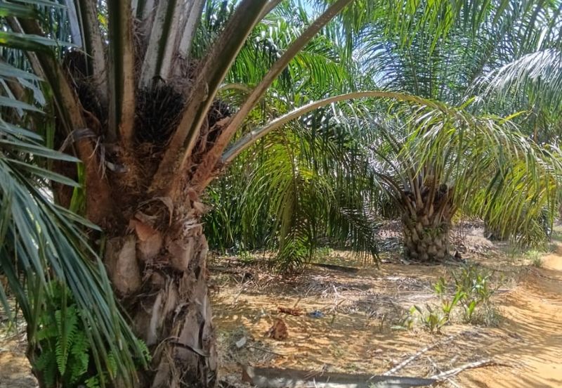 Beruas Perak Oil Palm Land