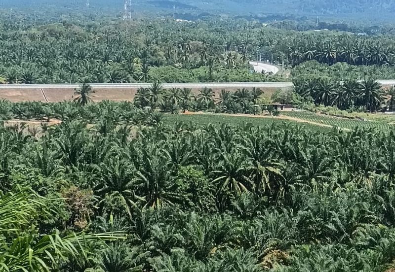Beruas Perak Oil Palm Land