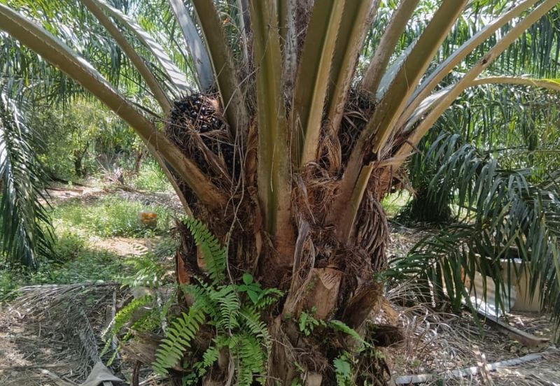 Beruas Perak Oil Palm Land