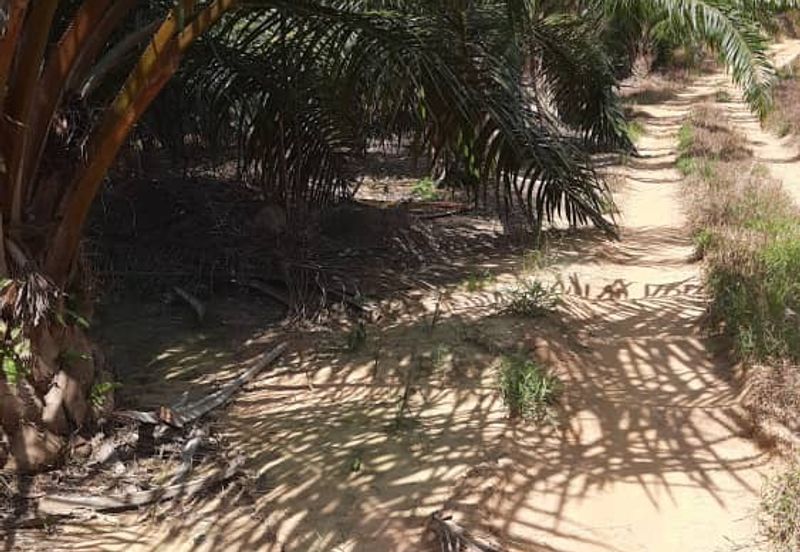 Beruas Perak Oil Palm Land