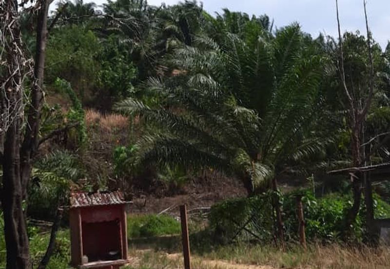 Beruas Perak Oil Palm Land