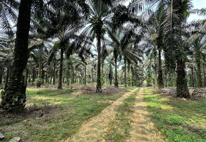 🔥Kulai Sengkang古来新港 (Beside Star Fish Leisure Farm) Agritulture Land 农业地出售🔥