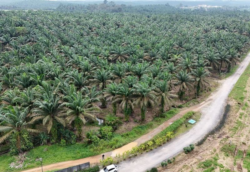 🔥Kulai Sengkang古来新港 (Beside Star Fish Leisure Farm) Agritulture Land 农业地出售🔥