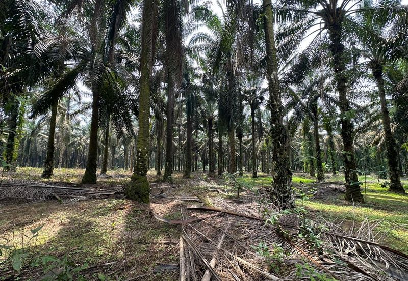 🔥Kulai Sengkang古来新港 (Beside Star Fish Leisure Farm) Agritulture Land 农业地出售🔥