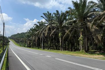 Tanjung Sedili Agriculture Land For Sale