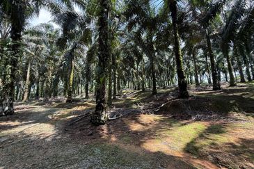 Tanjung Sedili Agriculture Land For Sale
