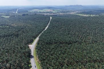 Tanjung Sedili Agriculture Land For Sale